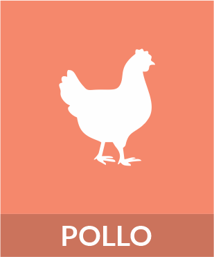 Pollo